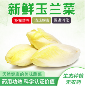 金玉兰菜现货批发芽球菊苣苦白菜黄玉兰新品种玉兰菜 厂家直供1斤